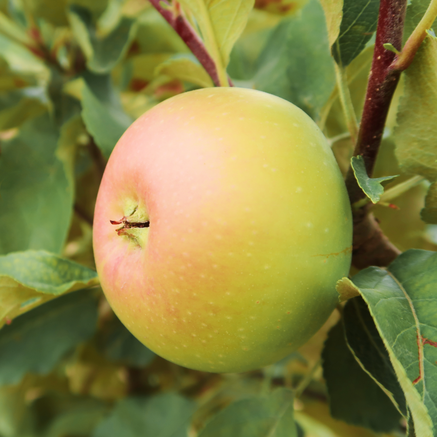 Яблоко Лимонка Заря Алатау Алматы