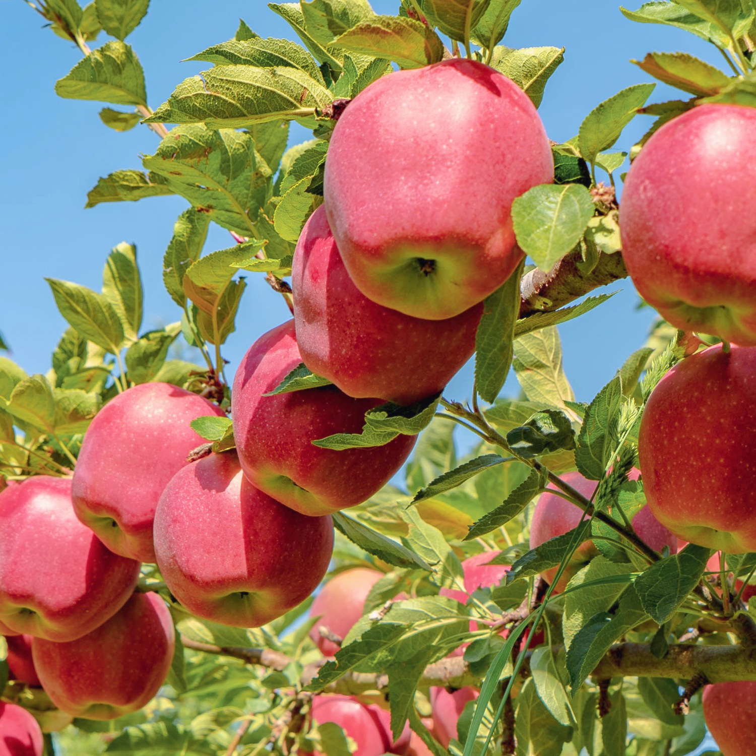 Яблоко Старкримсон Американка Алматы