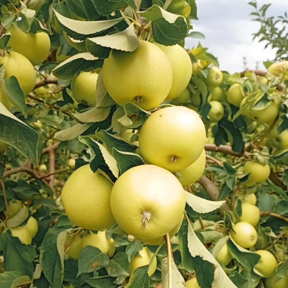 Яблоко Айнур Алматы