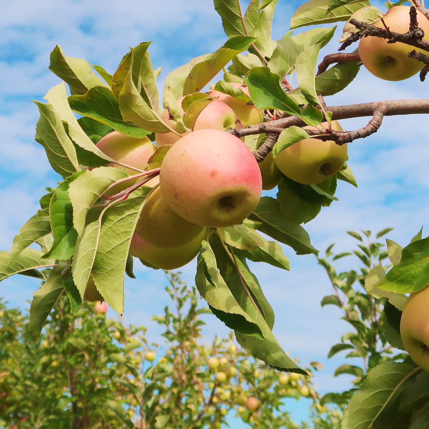 Яблоко Лимонка Заря Алатау Алматы