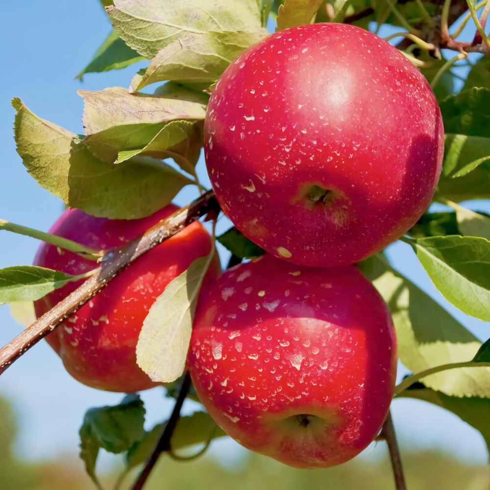 Яблоко Ред Фри Алматы