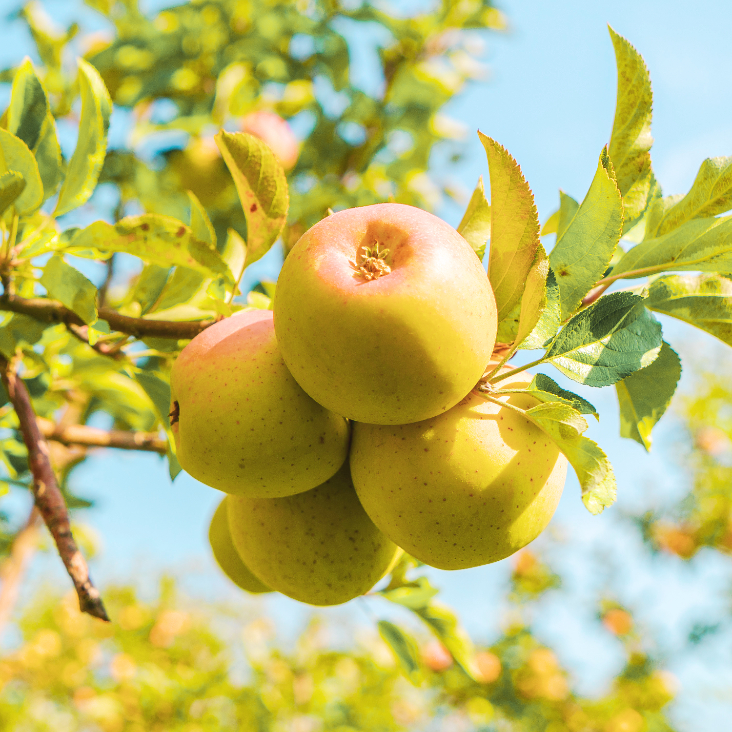 Яблоко Голден Делишес Золотое Превосходное Алматы