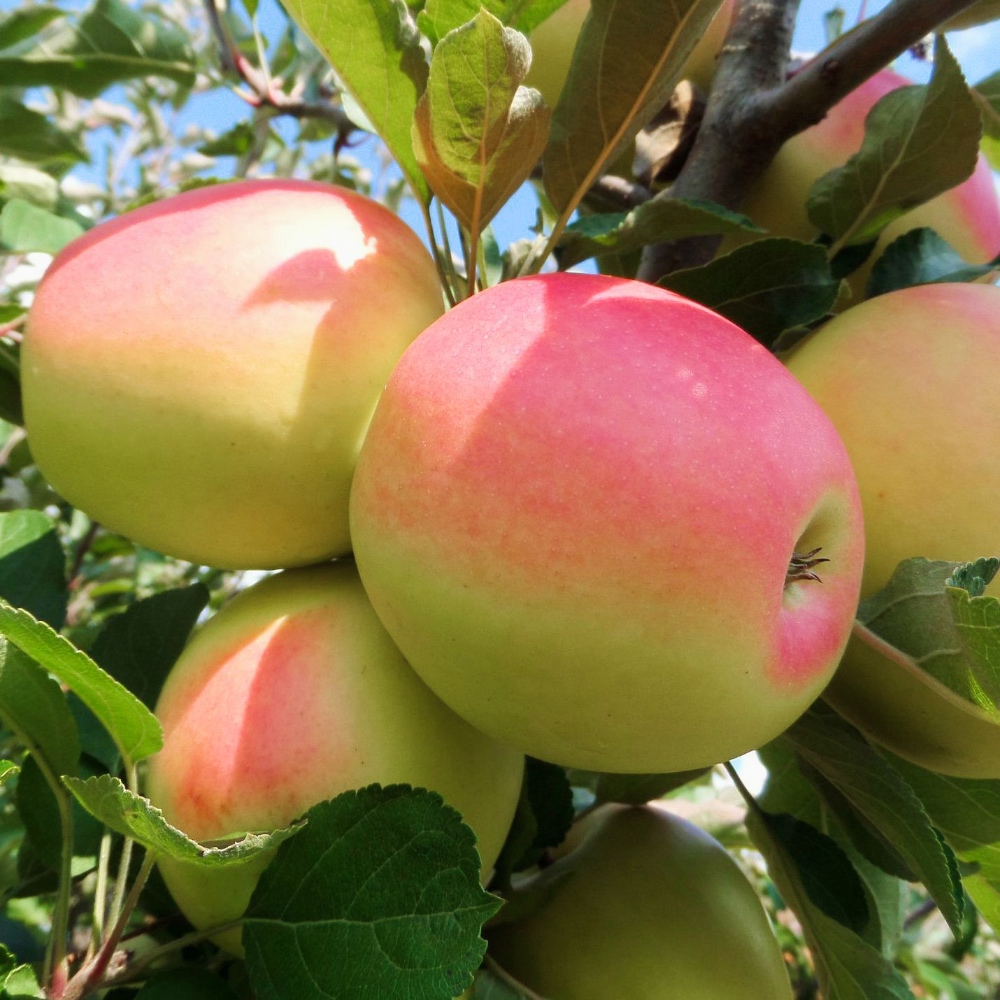 Яблоко Синап Кандиль Алматы