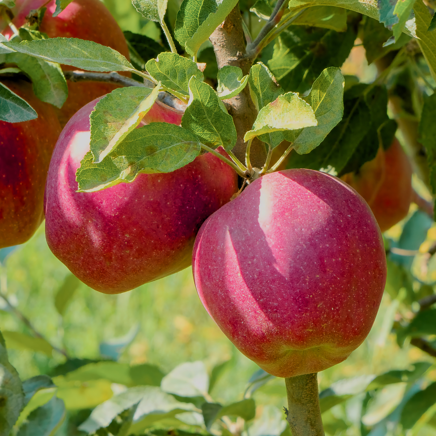 Яблоко Старкримсон Американка Алматы