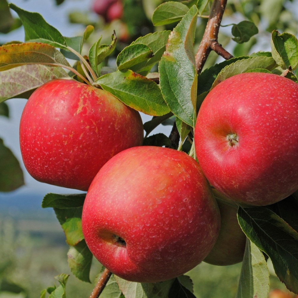 Яблоко Апорт Алматы