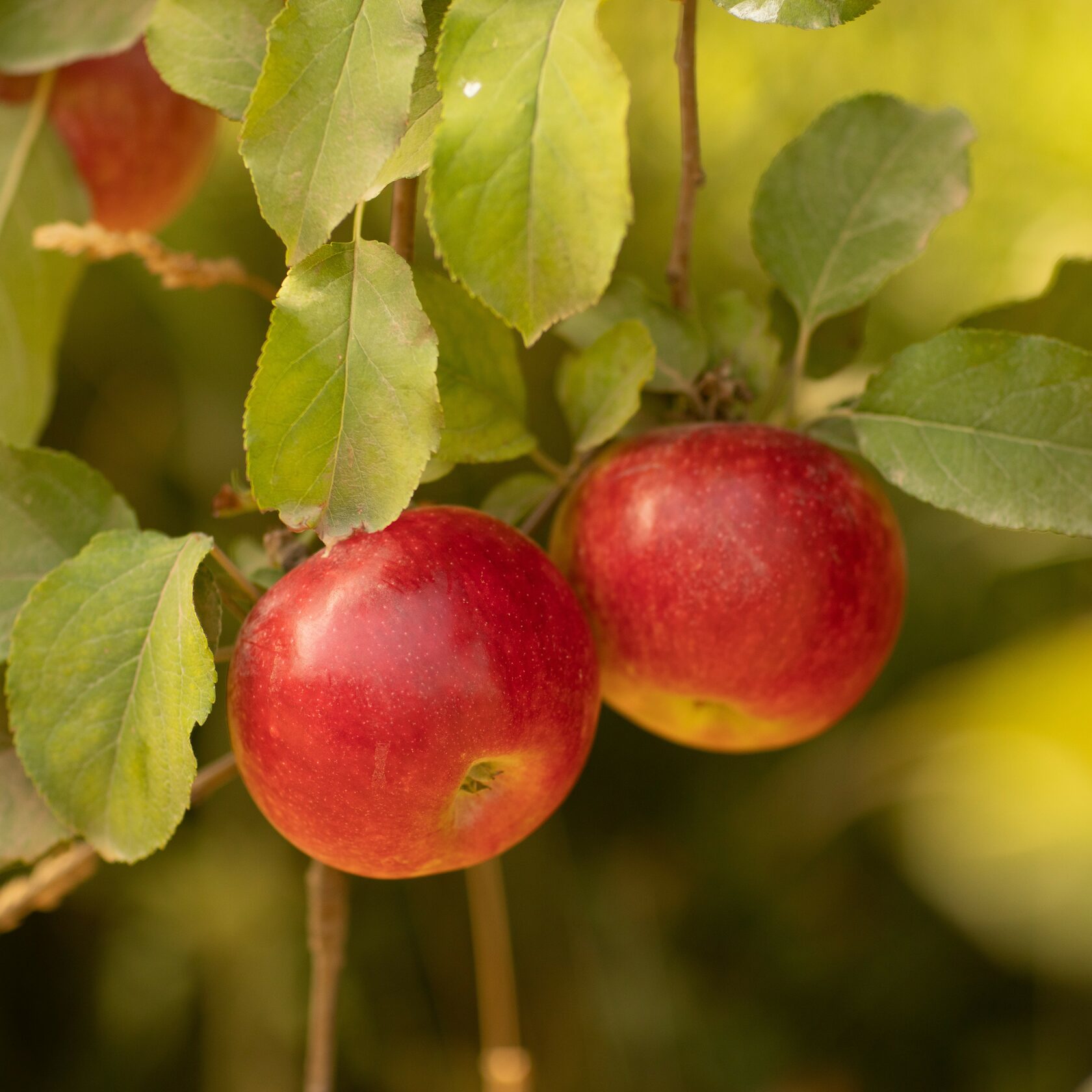 Яблоко Айдарет Алматы