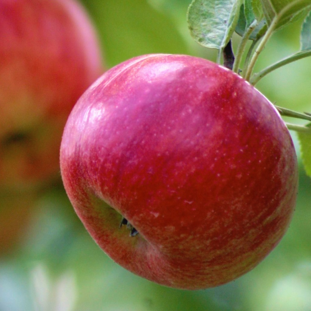 Яблоко Ред Фри Алматы