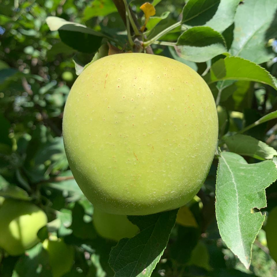 Яблоко Айнур Алматы