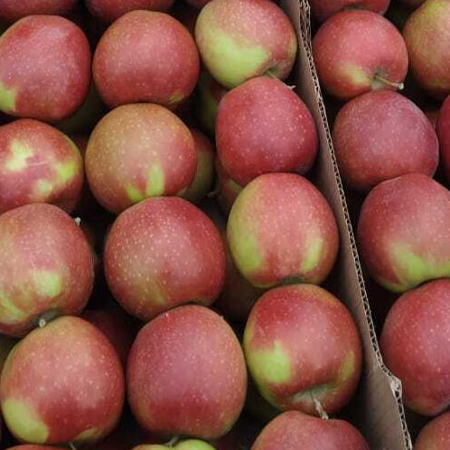 Яблоко Синап Кандиль Алматы