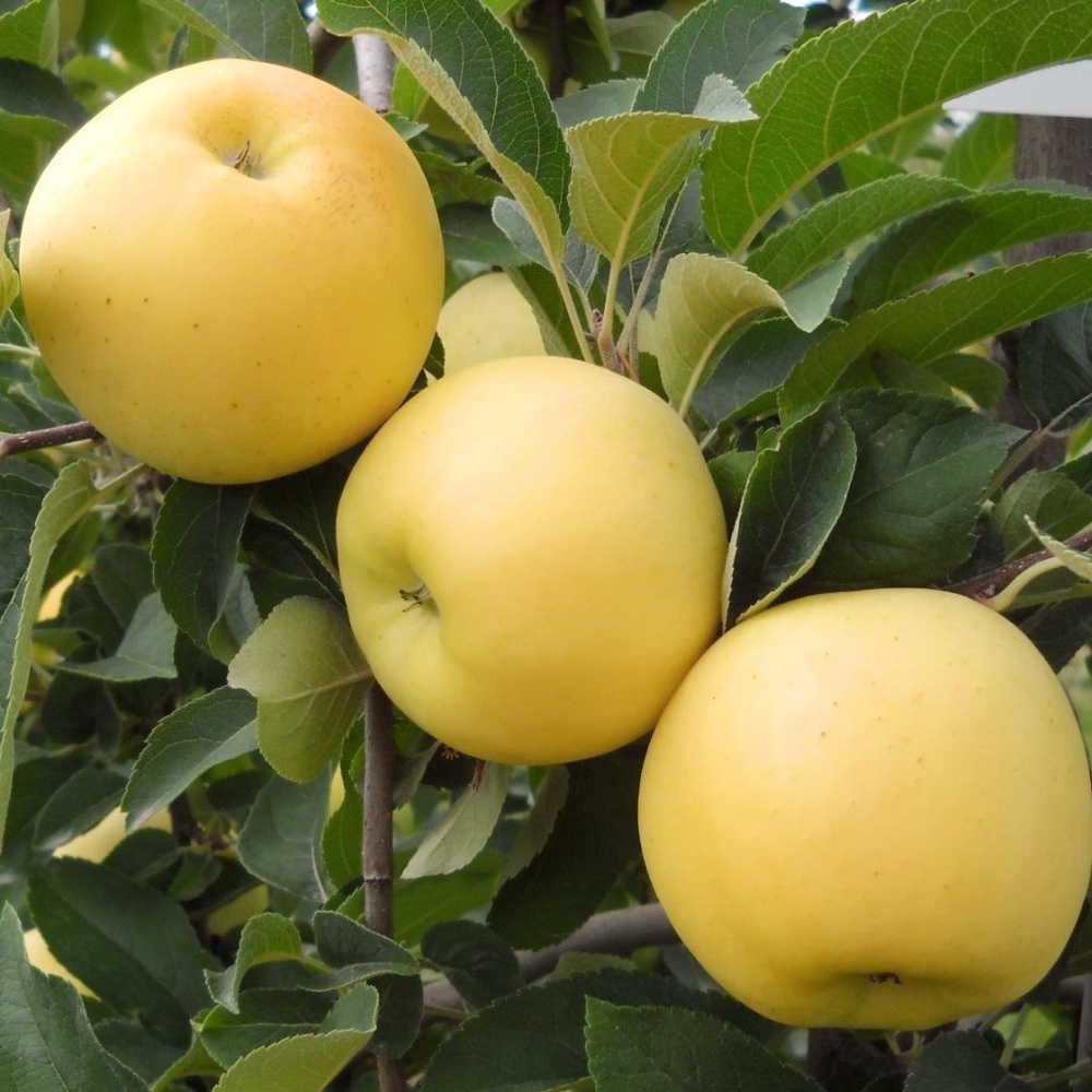 Яблоко Голден Делишес Золотое Превосходное Алматы